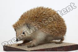 Whole Body Hedgehog